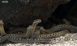 Видео погони десятков голодных змей за ящерицей взорвало интернет детеныш игуаны змеи